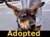 Shelby - AVAILABLE